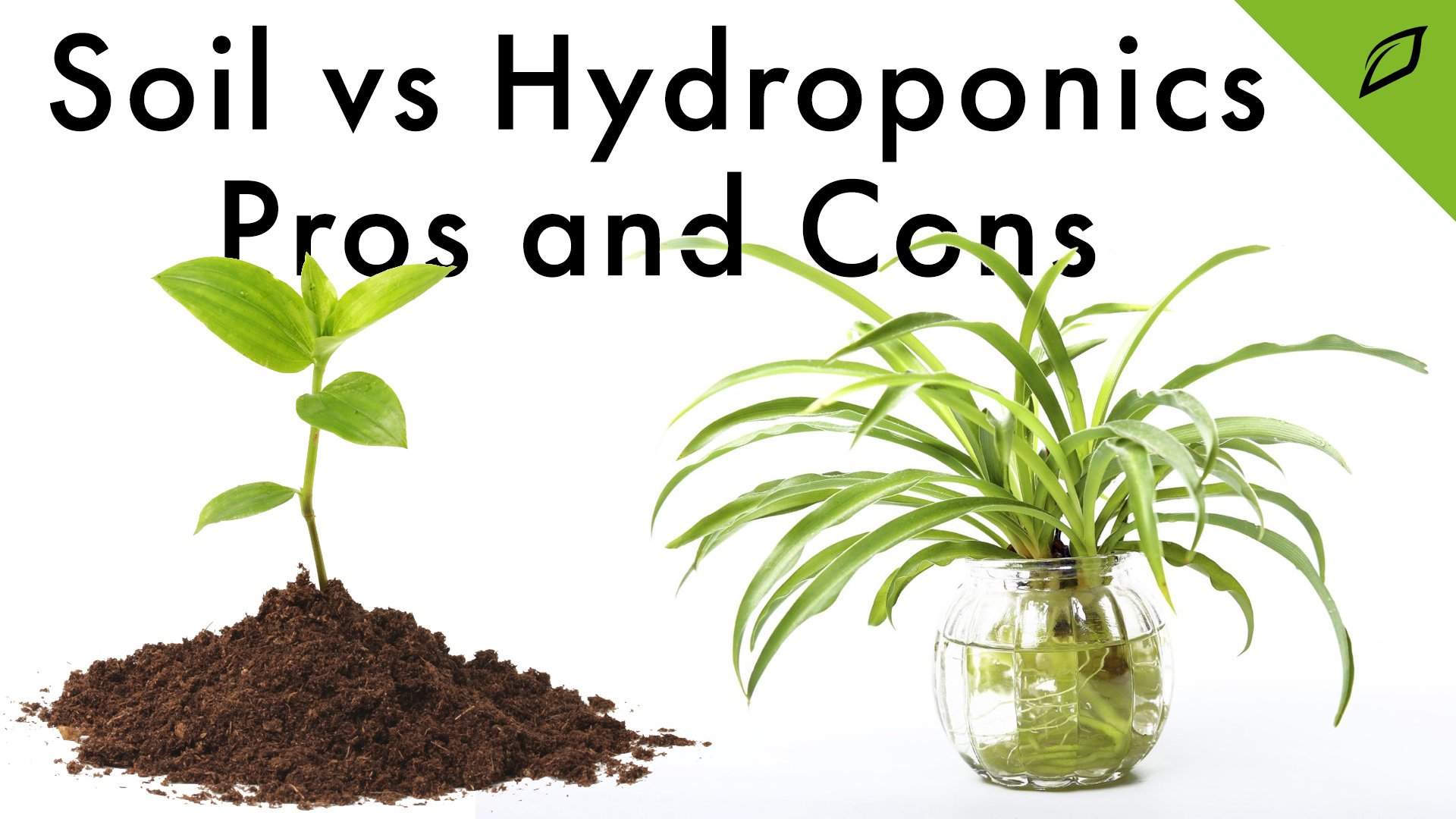 Soil vs. Hydroponics Pros and Cons